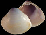 Mactra abbreviata