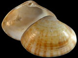 Mactra achatina