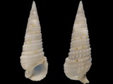 Rhinoclavis gemmatus