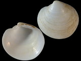 Variation112802