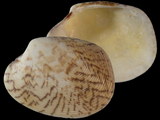 Variation412804