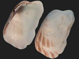 Trapezium sublaevigatum