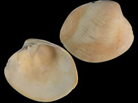 Variation312817