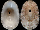 Diodora lineata