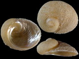 Granata imbricata