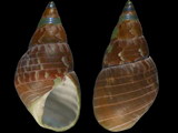 Phasianotrochus eximius