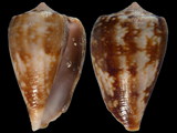 Conus papilliferus