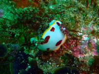 Goniobranchus splendidus