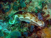 Aphelodoris varia