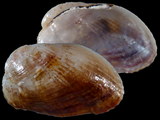 Variation212872