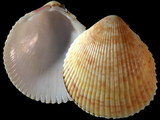 Variation312874