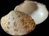 Antigona persimilis