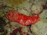 Hexabranchus sanguineus