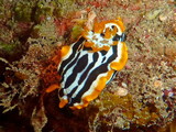 Chromodoris africana