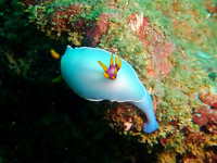Hypselodoris bullockii