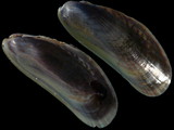 Variation212924