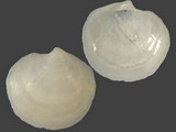 Variation212940