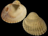 Variation312942