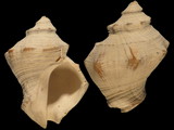 Variation212951