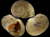 Nerita pelonronta