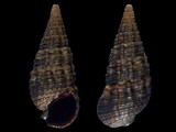 Batillaria minima