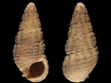 Cerithium lutosum