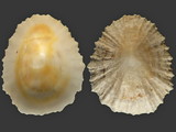 Variation412996