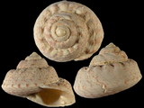 Gibbula magus