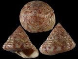 Calliostoma zyzyphinus