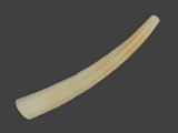 Dentalium novemcostatum