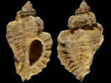 Variation213008