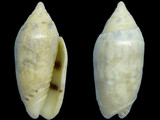 Oliva nitidula