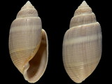 Acteon tornatilis