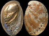 Haliotis tuberculata