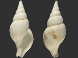Variation213015