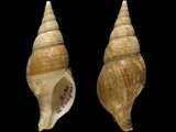 Colus gracilis