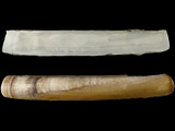 Ensis siliqua