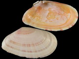 Tellina donacina