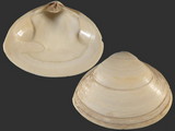 Variation313028