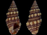 Pilsbryspira albocincta