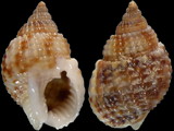 Nassarius novaezelandiae