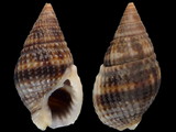 Nassarius margaritifer