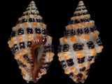 Engina alveolata