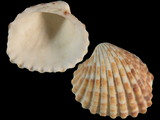 Variation213083