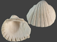 Senilia senilis