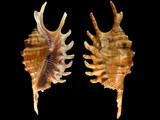 Lambis digitata