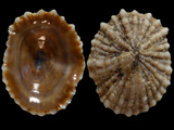 Variation213107