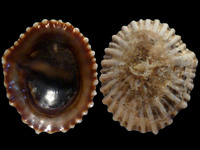 Variation113109