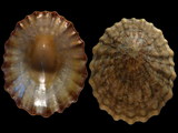 Cellana strigilis