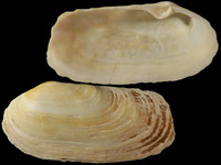 Variation213117